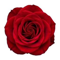 Flower Sudoku Red Rose game icon