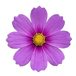 Flower Sudoku Purple Cosmos game icon
