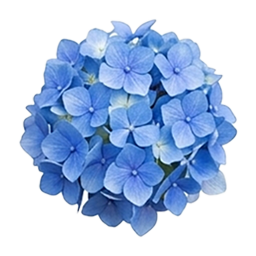 Flower Sudoku Blue Hydrangea game icon