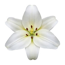 Flower Sudoku White Lily game icon